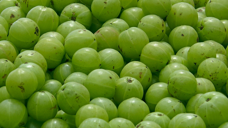 Read more about the article Top 24 Benefits of Amla: Preity Prerna