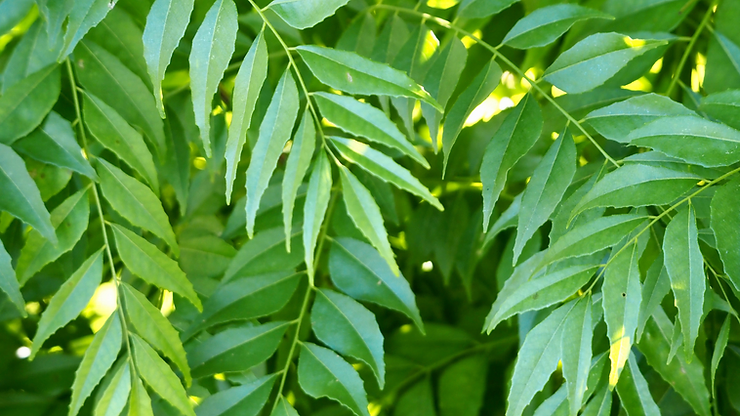 Read more about the article Curry Leaves For Hair And Health: The Complete Guide By Preity Prerna