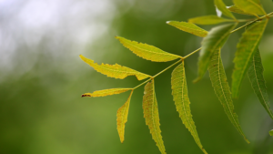 Read more about the article Neem For Skin And Hair: The Complete Guide By Preity Prerna