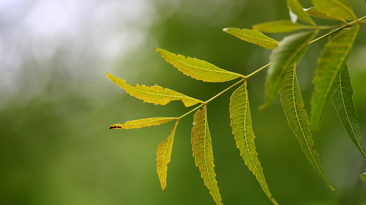 You are currently viewing Neem For Skin And Hair: The Complete Guide By Preity Prerna