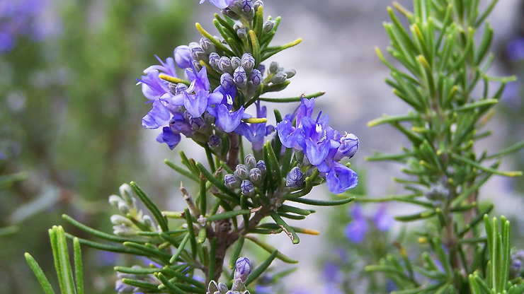 You are currently viewing Rosemary Essential Oil for Skin, Hair, and Health: The Complete Guide By Preity Prerna